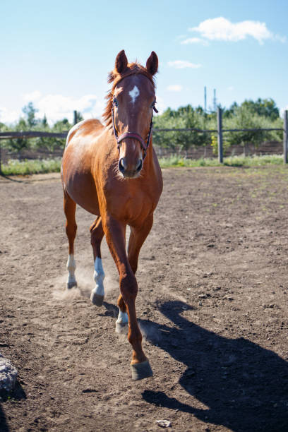 istock Young sorrel horse trotting in paddock 928579378