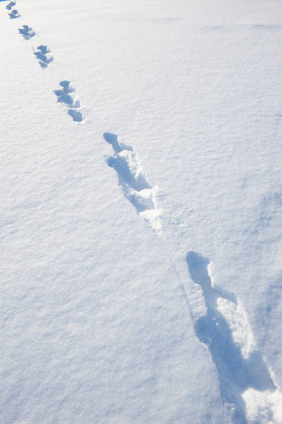 istock Animal tracks in snow 928580162
