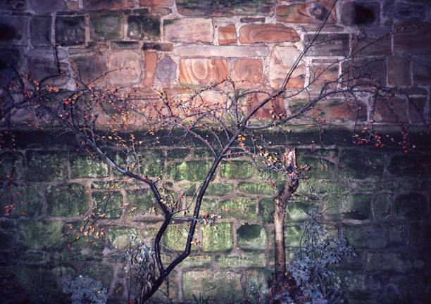 húmedo viejo muro de piedra con un arbusto, iluminado por la linterna - low key lighting flash fotografías e imágenes de stock