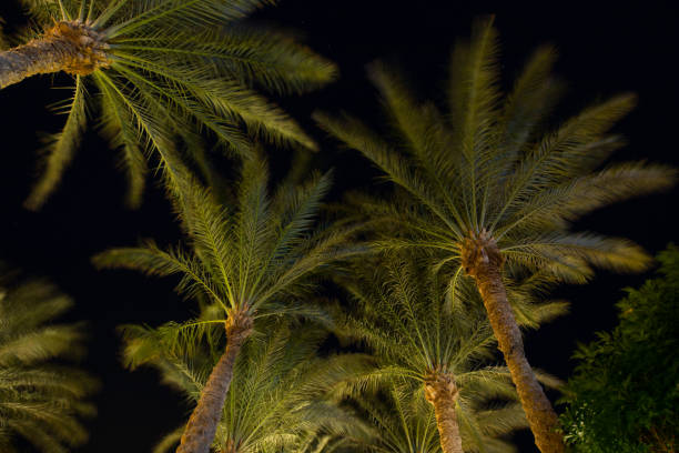 istock Palm trees at night sky background with stars, Egypt resort 928580916