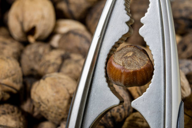 metal and red handle nutcracker and hazelnuts in shell. nuts and nutcracker
