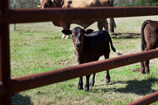 Beef Cattle in corral