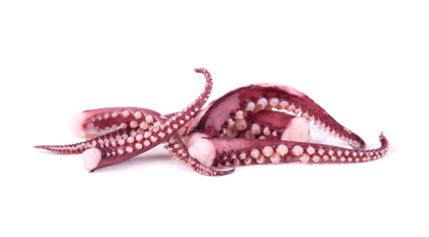 istock Tentacles of squid isolated on white background 928588626