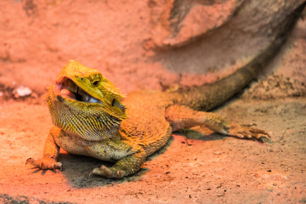 istock Bearded Dragon in a rocky background 928588738