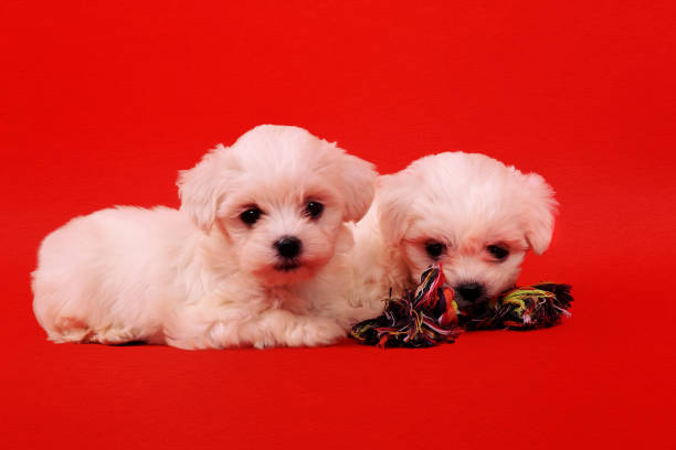 istock two maltese puppy with toy for dogs on a red background. 928591434