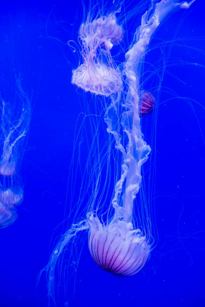 istock Jellyfish in Aquarium 928596626