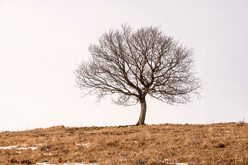 Bare trees in winter on clear sky and dry yellow grass