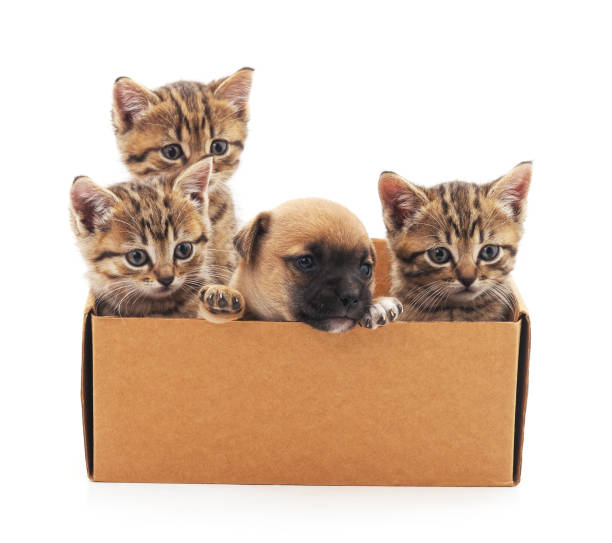 istock Kittens and puppy in a box. 928607966
