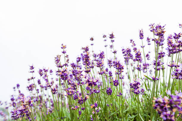 Lavender Flowers in the Field Lavender Flowers On White furano basin stock pictures, royalty-free photos & images