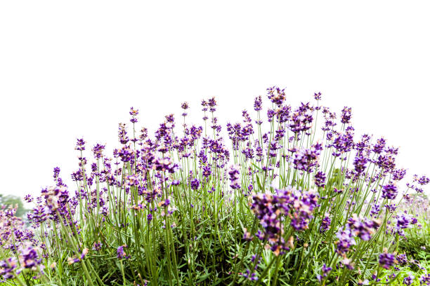 istock Lavender Flowers in the Field 928612756