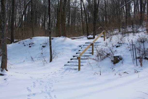 istock Snowy Trails of Forest 928612784