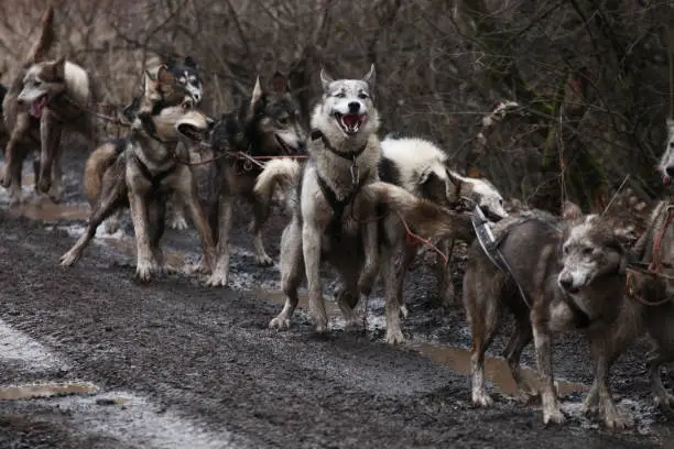 Dirty sled dogs