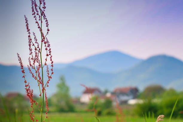 Selective focus on spring wild red flower in meadow with blurred idyllic rural landscape on background. Serb Republic, Bosnia and Herzegovina, Europe.