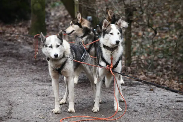 Sled dogs in the forest