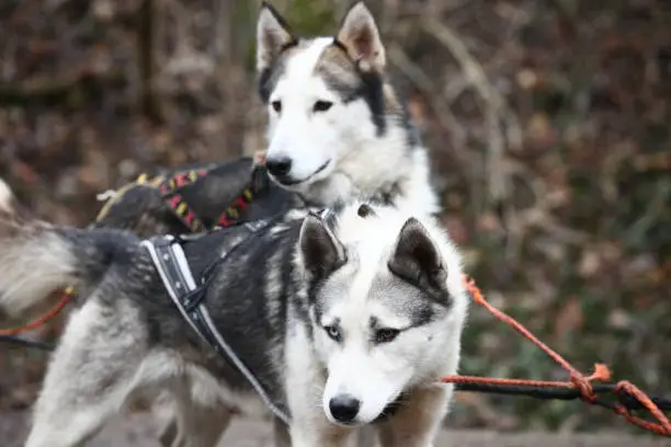 Two sled dogs