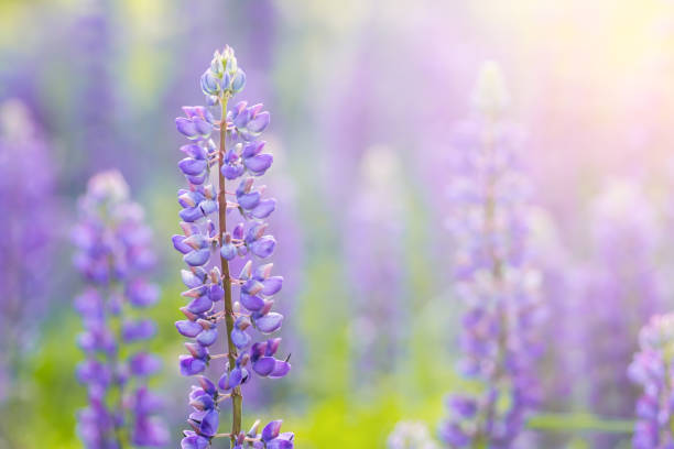 Blooming lupine flowers. A field of lupines. Sunlight shines on plants Blooming lupine flowers. A field of lupines. Sunlight shines on plants. Violet spring and summer flowers. Gentle warm soft colors, blurred background. lupine flower stock pictures, royalty-free photos & images
