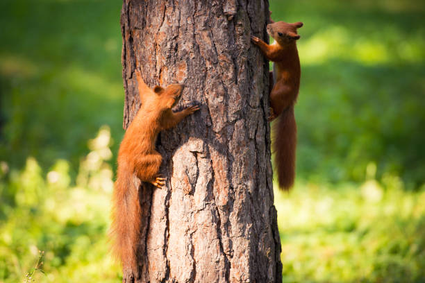 Two red squirrels play on the tree stock photo