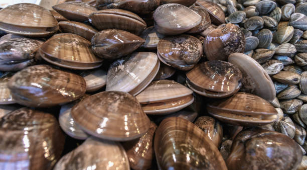 istock shells or mussels displayed at fish market 928630352