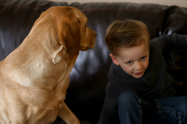 istock Yellow Labrador and Young Child 928641256