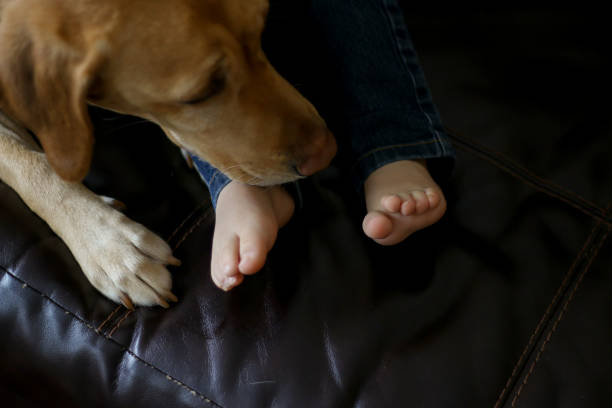 istock Yellow Labrador and Young Child 928644180