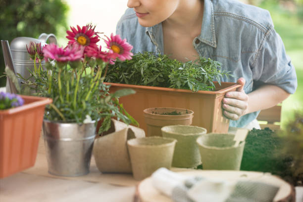 istock Woman preparing flower for planting 928653352
