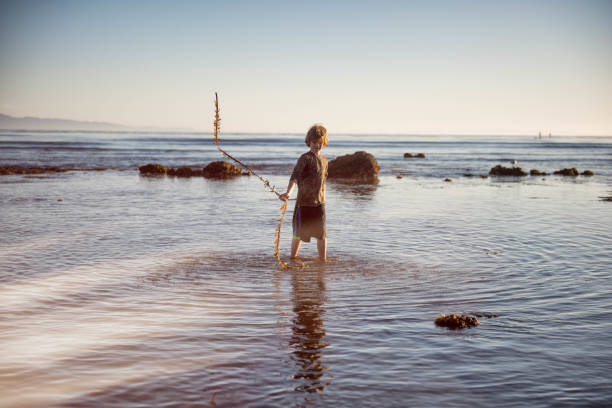 bambino che gioca con le alghe nelle pozze di marea - wading child water sport clothing foto e immagini stock