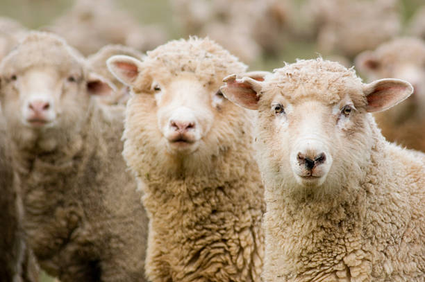 tres ovejas en una fila. - flock of sheep fotografías e imágenes de stock