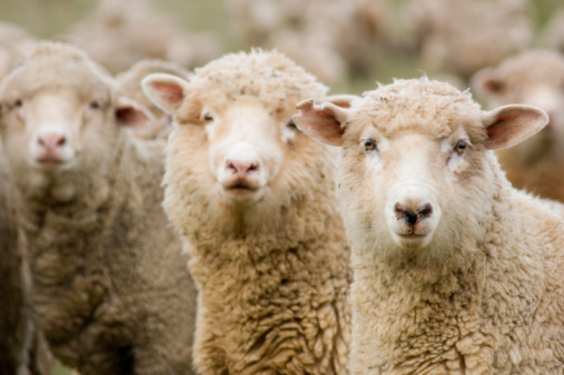 Three Sheep in a Row