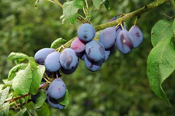 Plums ready for harvesting stock photo