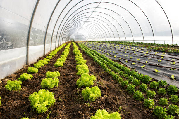 istock Plants Growing In Greenhouse 928686288