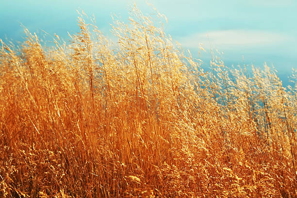 istock Golden reeds in the mountains. 92868671