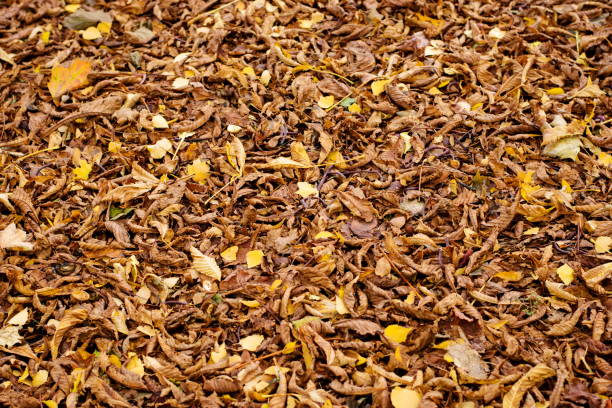istock Natural texture of fallen chestnut autumn leaves. 928688872