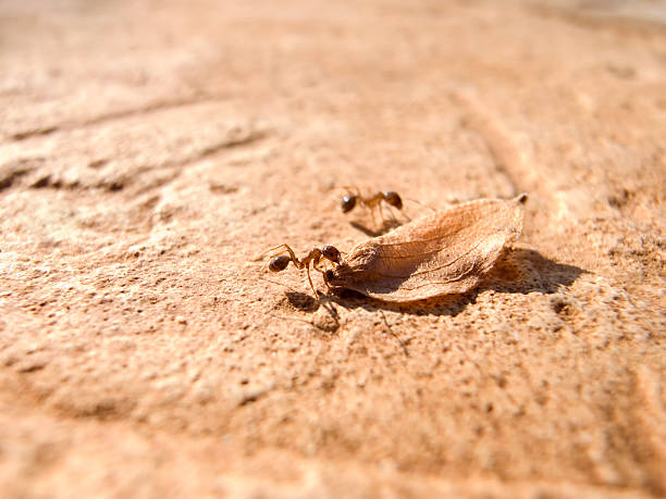 image de Macro de fourmis en deux - Photo