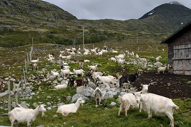 istock Norwegian goates on grass in summer. 92869407