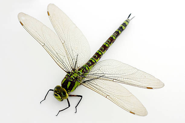 Green dragonfly on white stock photo