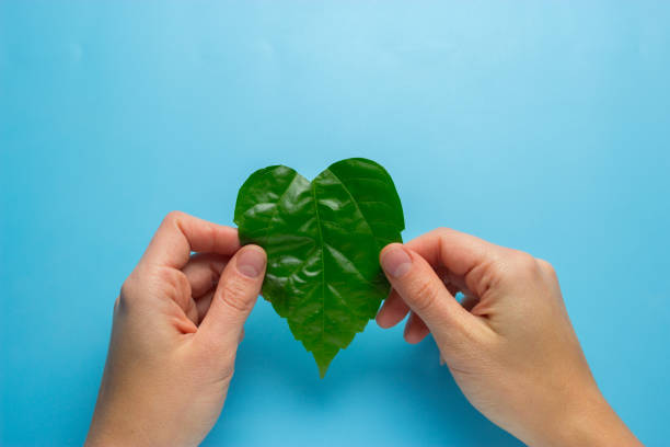 istock Green heart shape leaf in woman's hands 928698144
