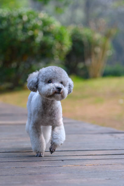 istock Poodles play in the park 928699110