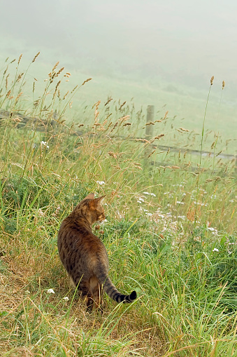 A white and red cat sitting in tall grass in a country yard.