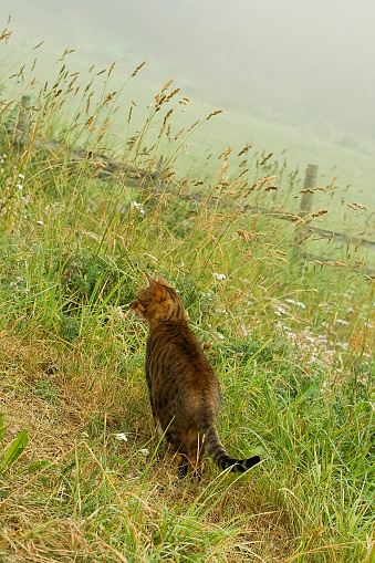 Cute little kitten exploring nature.