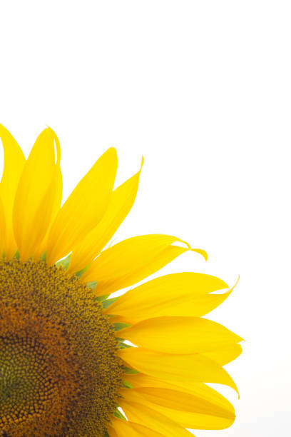 istock Sunflower field yellow background nature. 928701978