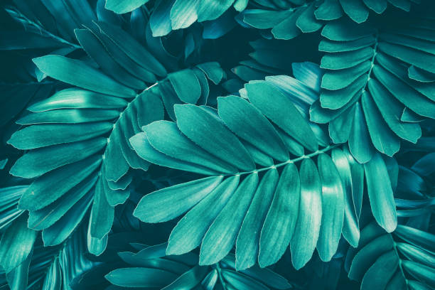 тропический лист, синий тонированное - beauty in nature blue bush color image стоковые фото и изображения