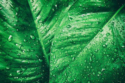 rain drop on large green leaf