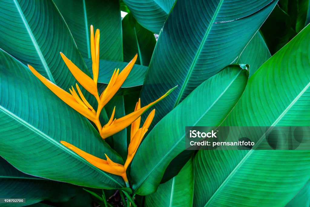 tropical exotic flower large green leaf and yellow flower Tropical Flower Stock Photo