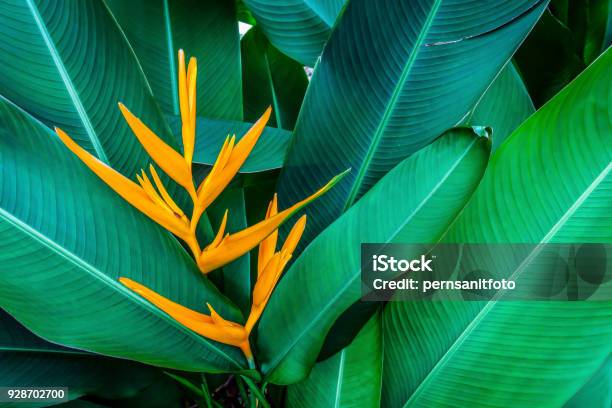 Tropical Exotic Flower Stock Photo - Download Image Now - Tropical Flower, Tropical Tree, Foliate Pattern