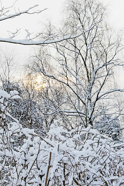 istock Winter in Norway with snow covered trees. 92870401