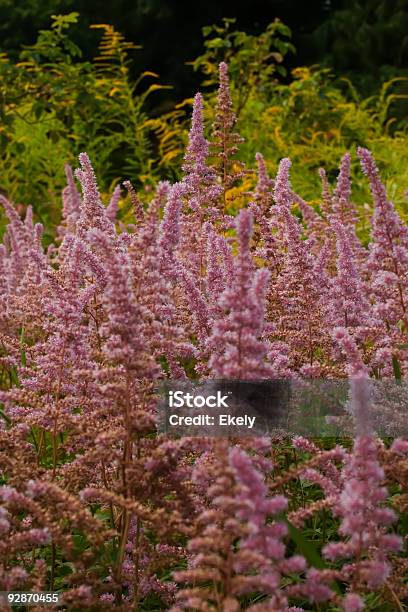 Garten Stockfoto und mehr Bilder von Baumblüte - Baumblüte, Blatt - Pflanzenbestandteile, Blume