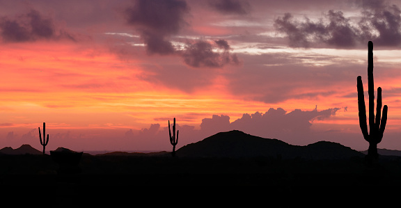 Arizona desert sunset with giant saguaro silhouette