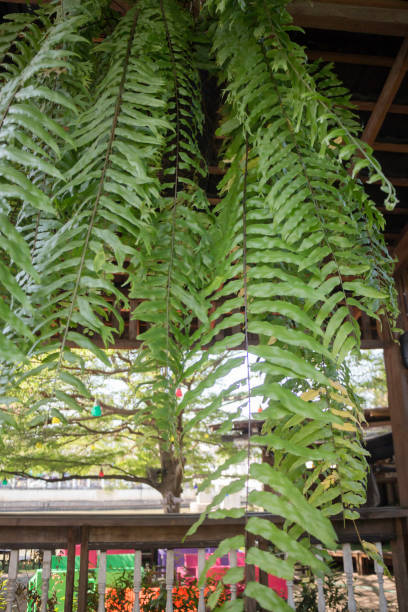 istock Fern hanging decorated the place 928712910