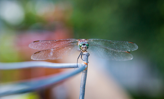 A dragonfly takes a break on a metal wire.