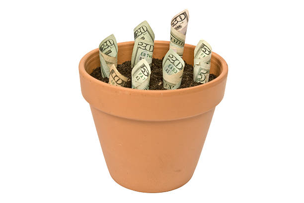 Money seedlings stock photo